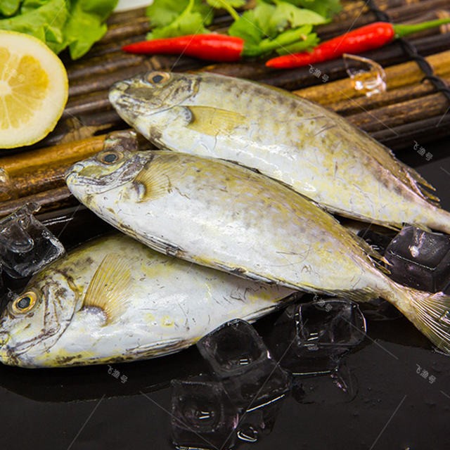 廣東博賀水養殖褐籃子魚泥猛魚臭肚成品魚冰鮮活鮮水產鮮活批發